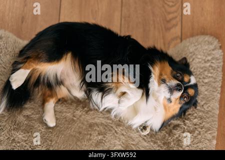 Petit chien tricolore à poils longs allongé sur le dos sur un tapis moelleux, regardant vers le haut avec de grands yeux bruns sur un sol en bois, une lumière naturelle douce mettant en valeur le pelage brillant Banque D'Images