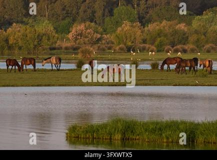 06 avril 2026, Espagne, El Rocio : Des chevaux se tiennent près du lac au matin à El Rocío, qui fait partie du parc national de Coto de Doñana. Cette petite ville espagnole, dont l'architecture rappelle celle d'une ville de l'Ouest, est un aimant pour les amateurs de chevaux. La plupart des rues sont non pavées, ce qui les rend idéales pour l'équitation. Pendant le pèlerinage de la Pentecôte, la Romería del Rocío, des centaines de milliers de pèlerins, des confréries (Hermandades) et des groupes de cavaliers traversent la ville à pied, dans des chars décorés ou à cheval. Photo : Wolfram Steinberg/dpa Photo : Wolfram Steinberg/dpa/dpa/pi Banque D'Images