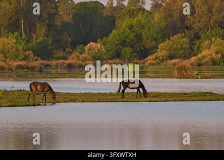06 avril 2026, Espagne, El Rocio : Des chevaux se tiennent près du lac au matin à El Rocío, qui fait partie du parc national de Coto de Doñana. Cette petite ville espagnole, dont l'architecture rappelle celle d'une ville de l'Ouest, est un aimant pour les amateurs de chevaux. La plupart des rues sont non pavées, ce qui les rend idéales pour l'équitation. Pendant le pèlerinage de la Pentecôte, la Romería del Rocío, des centaines de milliers de pèlerins, des confréries (Hermandades) et des groupes de cavaliers traversent la ville à pied, dans des chars décorés ou à cheval. Photo : Wolfram Steinberg/dpa Photo : Wolfram Steinberg/dpa/dpa/pi Banque D'Images