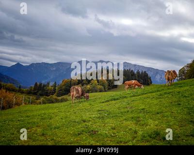 Paysage alpin idyllique avec des vaches en pâturage sur un pâturage montagneux verdoyant, mettant en scène la chaîne de montagnes Zahmer Kaiser dans le Tyrol, en Autriche, sous un ciel nuageux d'automne. Banque D'Images