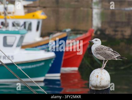Mouette juvénile perchée sur un poteau d'amarrage à côté des bateaux de pêche dans un port côtier, soutenant la faune sauvage, l'observation des oiseaux, la nature et les thèmes de voyage au bord de la mer Banque D'Images