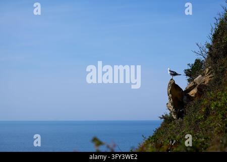 Mouette debout sur un affleurement rocheux du mont San Antón, avec la mer calme et l'horizon en arrière-plan, Getaria, Espagne Banque D'Images