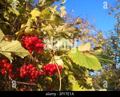 Grappes de baies viburnum rouge vif parmi les feuilles contre un ciel bleu Banque D'Images