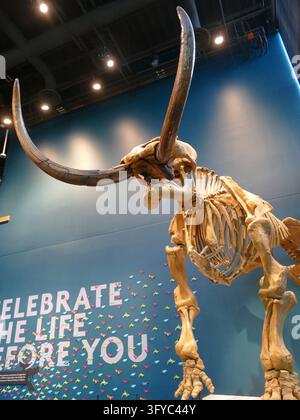 SEATTLE – 3 SEPT 2026 – Affichage d’un squelette massif de mammouth laineux avec des défenses impressionnantes dans une exposition d’un musée d’histoire naturelle, offrant un caractère éducatif Banque D'Images