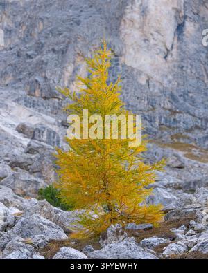 Mélèze européen doré poussant parmi des roches de calcaire pâle sous les falaises du Rosengarten dans le Tyrol du Sud, affichant des couleurs automnales vives dans le l accidenté Banque D'Images