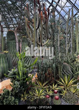 Diverses cactus et succulentes poussant dans une serre en verre Banque D'Images