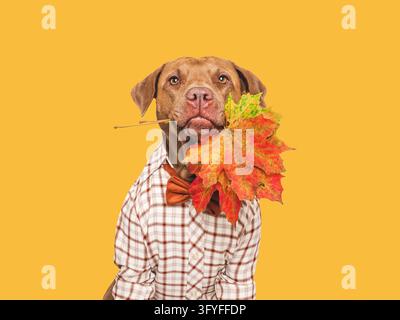 Chien brun mignon portant une chemise à carreaux et un nœud papillon jaune, tenant des feuilles d'automne dans sa gueule. Mode automnale, portrait d'animal de compagnie et concept saisonnier. Perf Banque D'Images