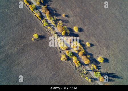 Vue aérienne impressionnante du dessus d'une route de terre sinueuse traversant des champs d'automne arides, bordée d'arbres jaunes et orange vifs, créant un motif et une texture abstraits naturels. Banque D'Images