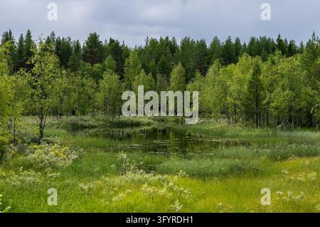 Étang forestier paisible entouré d'arbres verts luxuriants et de végétation des marais sous un ciel nuageux dans un paysage naturel d'été Banque D'Images