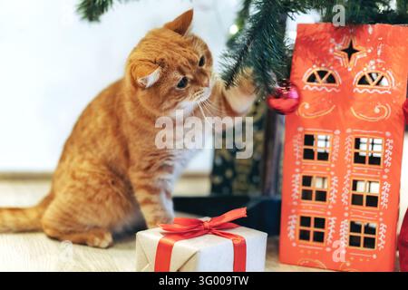 adorable chat tigré gingembre assis sous le sapin de Noël à la maison en train de jouer avec une décoration Banque D'Images