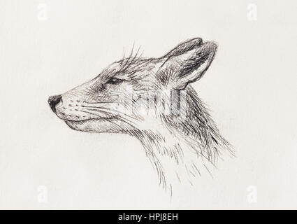 Fox Portrait Dessin Au Crayon Sur Papier Et Effet De