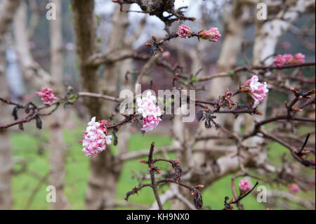 Viburnum X Bodnantense Dawn Ou Bien Aimé Winter Flowering