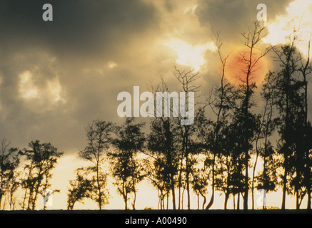 Nuages de tempête dramatiques souffler sur coucher de soleil avec des arbres à l'augmentation dans la brume Kaui, Hawaii, USA Banque D'Images