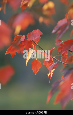 L'Érable rouge (Acer rubrum) feuilles dans la couleur de l'automne et la luminosité de l'après-midi, New York USA Banque D'Images