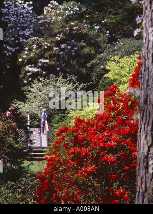 Rhododendrons à Crarae Gardens, près de Inveraray, Argyll and Bute, Ecosse, Royaume-Uni Banque D'Images