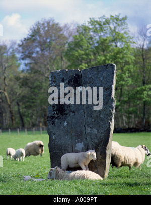 Un agneau debout sur ses mères retour à côté d'un menhir à Kilmartin Glen, près de Lochgilphead, Argyll and Bute, Ecosse, Royaume-Uni Banque D'Images