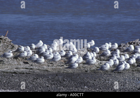 Bec noir Larus bulleri Group à côté de l'eau Banque D'Images