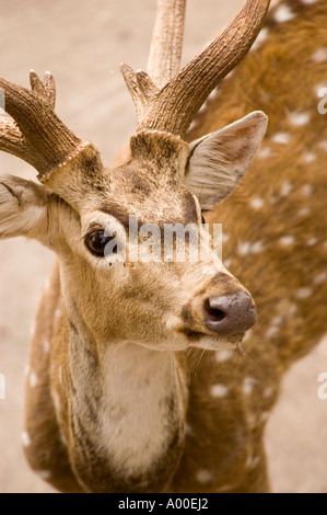 Axe de l'axe du chital du cerf tacheté mâle au parc des cerfs à Sarnath, Varanasi, Uttar Pradesh, Inde. Portrait en gros plan d'un buck sauvage avec des bois. Banque D'Images