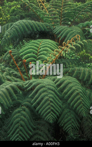 Les fougères arborescentes Cyathea crinita Parc National de Horton Plains Sri Lanka Banque D'Images