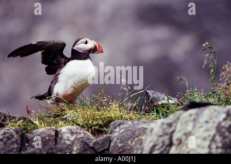 Macareux moine (Fratercula arctica) s'exécutant sur falaise après la pluie - Île de Runde Westcoast Norvège Banque D'Images