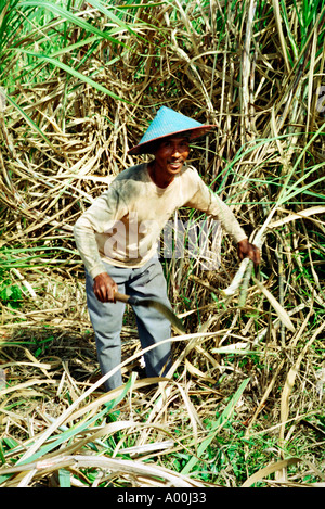 Travailleur de terrain local en Chapeau conique traditionnel la maturité des récoltes des cultures de canne à sucre près de Madiun est de Java en Indonésie Banque D'Images