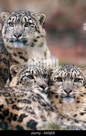 Trois léopards des neiges ou Uncia uncia Irbis reposant en hiver on rock Banque D'Images