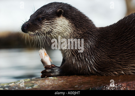 Loutre d'Europe Lutra lutra mangeant un poisson sur rock Banque D'Images