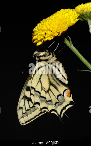 Papilio machaon Swallowtail Butterfly Wings séchage après éclosion UK Banque D'Images