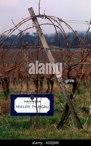 Vin Français : Denbies wine estate sign montrant variété de raisin et la vigne vignoble à Surrey, Dorking, Surrey, Angleterre Banque D'Images