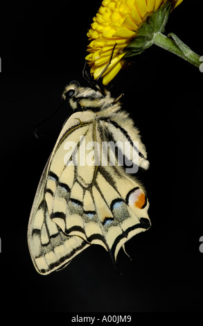 Papilio machaon Swallowtail Butterfly Wings séchage après éclosion UK Banque D'Images