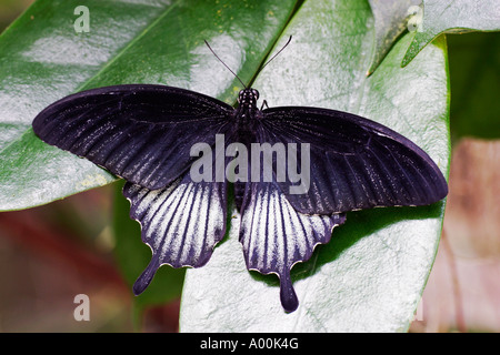 Machaon Papilio lowi asiatique mâle au repos sur une feuille Banque D'Images