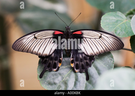 Machaon Papilio lowi asiatique femelle au repos avec ailes ouvertes sur une feuille Banque D'Images