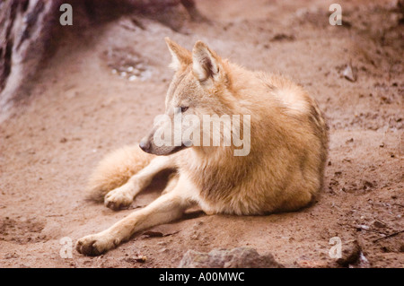 Loup tibétain Canis lupus laniger ou Canis Lupus Chanco ZOO de Darjeeling Banque D'Images