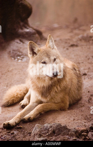 Loup tibétain Canis lupus laniger ou Canis Lupus Chanco ZOO de Darjeeling Banque D'Images