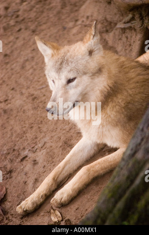 Loup tibétain Canis lupus laniger ou Canis Lupus Chanco ZOO de Darjeeling Banque D'Images