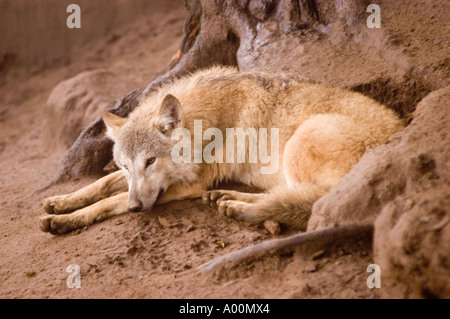 Loup tibétain Canis lupus laniger ou Canis Lupus Chanco ZOO de Darjeeling Banque D'Images