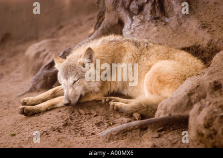 Loup tibétain Canis lupus laniger ou Canis Lupus Chanco ZOO de Darjeeling Banque D'Images