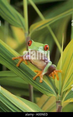 Red eyed tree frog Banque D'Images