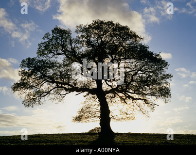 Arbre de chêne sessile silhouetté au printemps sur la colline, Denbighshire, Nord du Pays de Galles, Royaume-Uni Banque D'Images