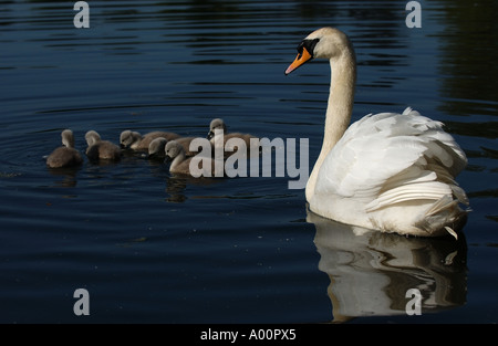 Cygne tuberculé Cygnus olor avec cygnets Oxfordshire UK Banque D'Images