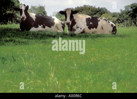 Deux fresian vaches noir et blanc couché dans un champ Banque D'Images