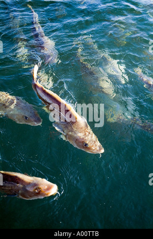 dh Gadus morhua COD Royaume-Uni Shoal of Cod Fish natation sur la surface de la mer l'aquaculture biologique ferme Banque D'Images