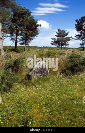 dh champ de bataille clan Mackinnon CULLODEN MOOR INVERNESSSHIRE Gravestone on battlefield jacobite 1745 rébellion ecosse jacobites 1746 clans soulèvement Banque D'Images