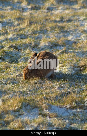 Dh Brown Hare HARE Royaume-uni alimentation tôt le matin in snowy field Banque D'Images