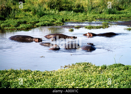 Troupeau d'hippopotames dans une piscine dans le cratère du Ngorongoro en Tanzanie Banque D'Images