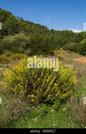 Dh BARRANC DE BINIGAUS MENORCA inula aromatiques dans le calcaire de la vallée gorge minorque golden samphire wildflower Banque D'Images