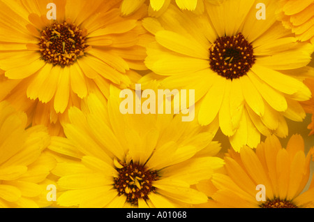 Calendula officinalis, pot marigold, ruddles commun, souci, souci, le jardin anglais marigold Banque D'Images