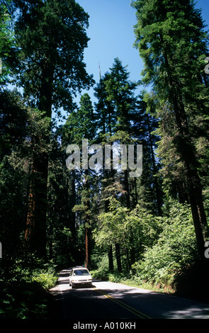 Voiture sur route entre séquoias géants Sequoia sempevirens Sequoia National Park California USA Banque D'Images