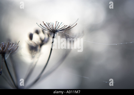 Araignées chargées de rosée sur les brindilles Banque D'Images