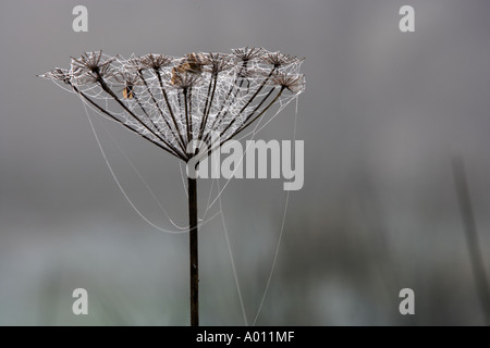 Araignées chargées de rosée sur les brindilles Banque D'Images